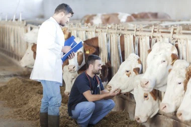 Aplicarea Clostridium Butyricum în sănătatea animalelor